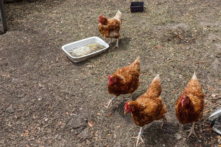 Photo of property in 158 College Road, Edgecumbe, 3120