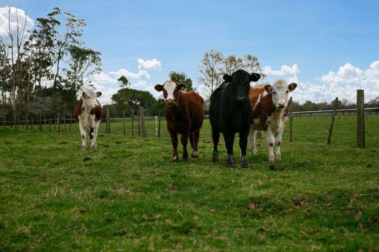 Photo of property in 1507 Tauwhare Road, Eureka, Hamilton, 3287