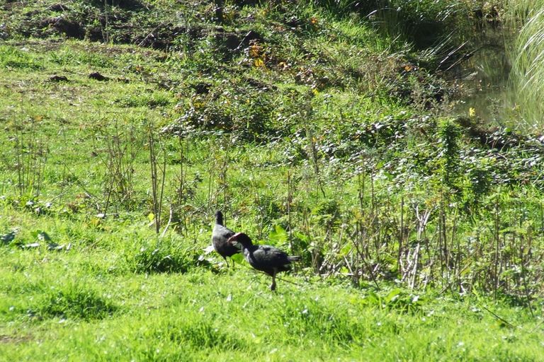 Photo of property in 7 Sheppard Street, Gate Pa, Tauranga, 3112