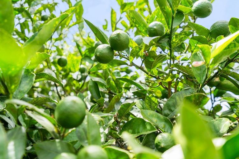 Photo of property in 12 Ringer Avenue, Matapouri, Whangarei, 0173