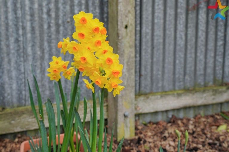 Photo of property in 62 Helmsdale Street, Waverley, Invercargill, 9810