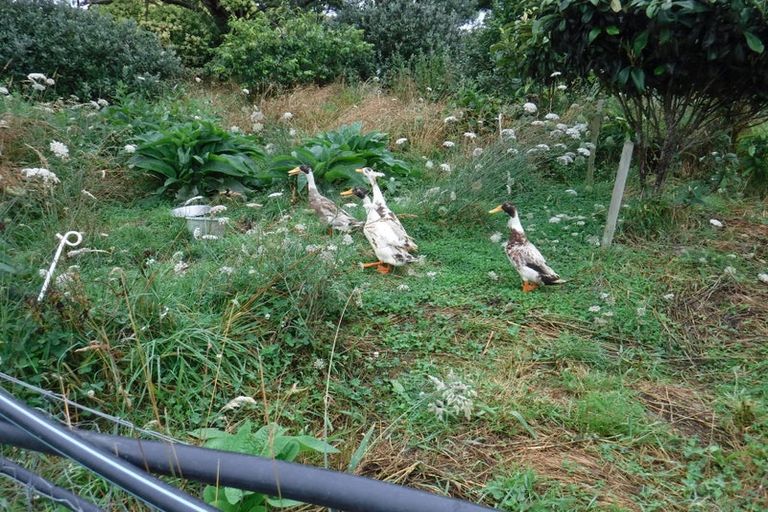 Photo of property in 883 Te Akau Road, Te Akau, Ngaruawahia, 3793