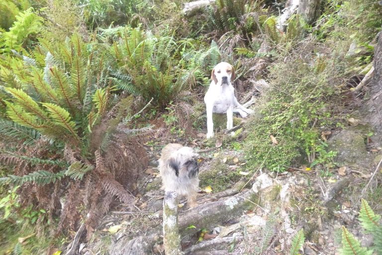 Photo of property in 26 Lookout Drive, Little Valley, Alexandra, 9320