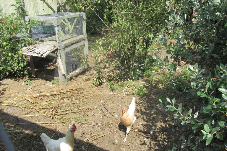 Photo of property in 34 Harris Street, Waimate, 7924