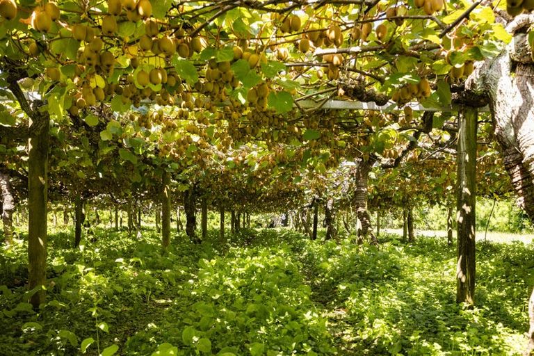 Photo of property in 250 Taurangaruru Road, Karioitahi, Waiuku, 2683