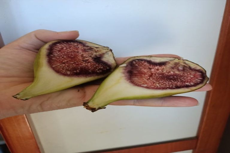 Photo of property in 44a Waverley Avenue, Glenfield, Auckland, 0629