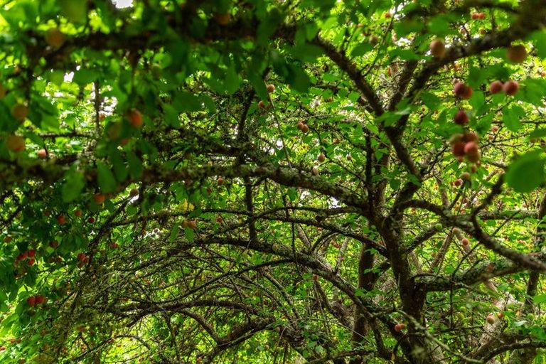 Photo of property in 22b Ngati Maru Sh25 Highway, Kopu, Thames, 3578