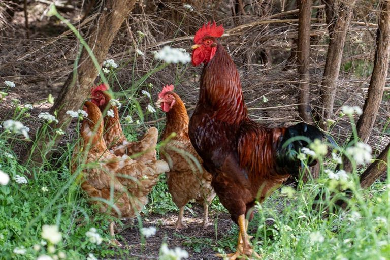 Photo of property in 149 Whaka Street, Maungaturoto, 0583