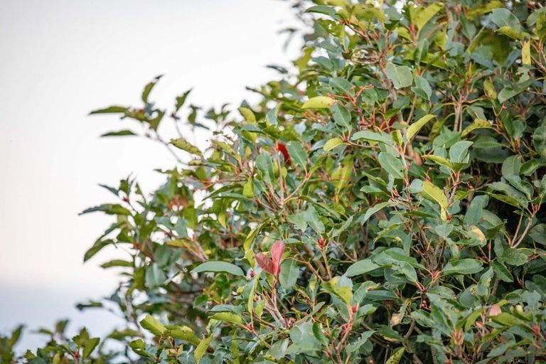 Photo of property in 46d Lockerbie Lane, Whatawhata, Hamilton, 3289