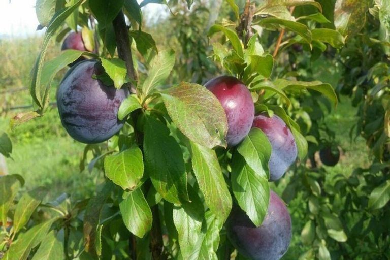 Photo of property in 17 Mccutchan Road, Otakiri, Whakatane, 3193