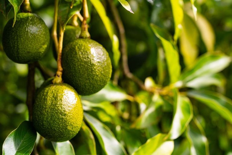 Photo of property in 70 Norris Road, Maungatapere, Whangarei, 0179