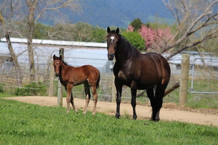 Photo of property in 570 Tauranga Road, Te Poi, Matamata, 3473