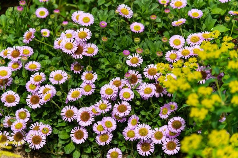 Photo of property in 12 Dewe Avenue, Feilding, 4702