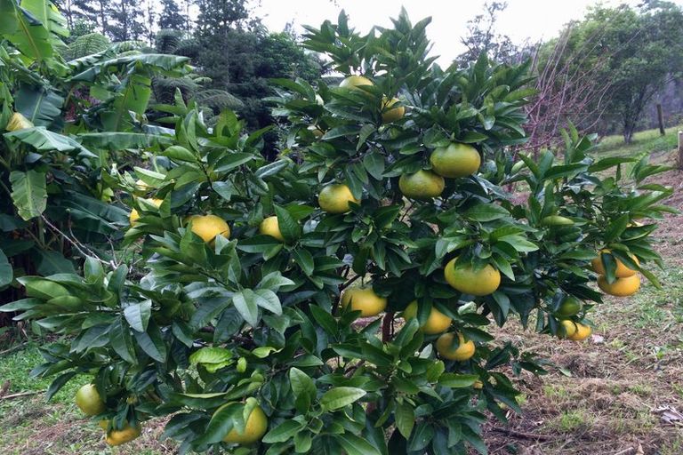 Photo of property in 121b Waimate North Road, Kerikeri, 0293