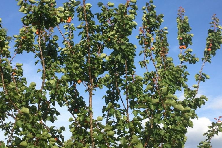 Photo of property in 3668 Cambridge Road, Leamington, Cambridge, 3495