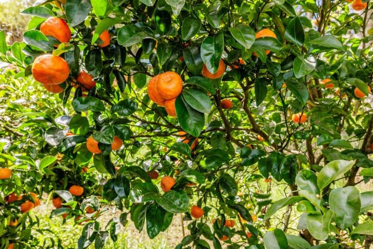 Photo of property in 2 Beaufort Street, Opua, 0200