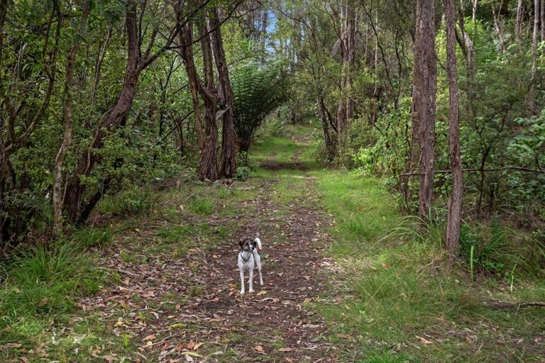 Photo of property in 245 Mccoy Road, Wainui, Opotiki, 3198