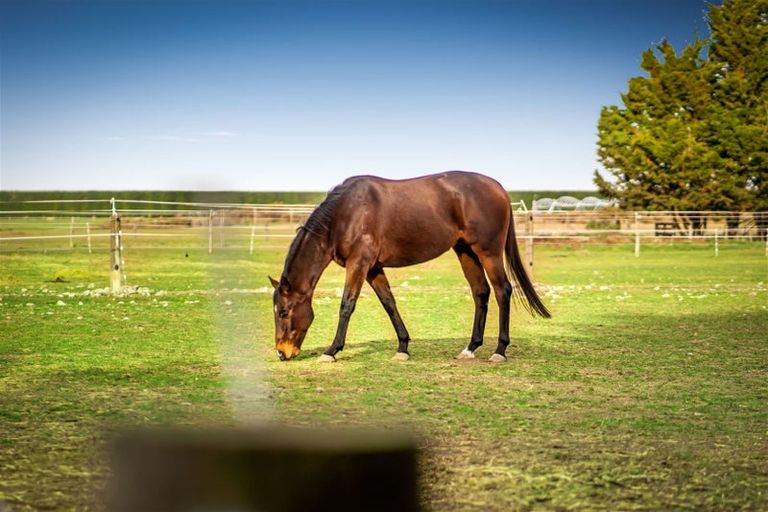 Photo of property in 321 Southbridge Leeston Road, Leeston, 7683