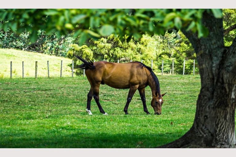 Photo of property in 921 Ngakoroa Road, Ormond, Gisborne, 4071