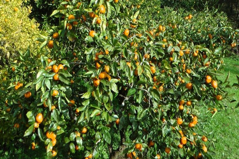 Photo of property in 103 Block Road, Hikutaia, Paeroa, 3674