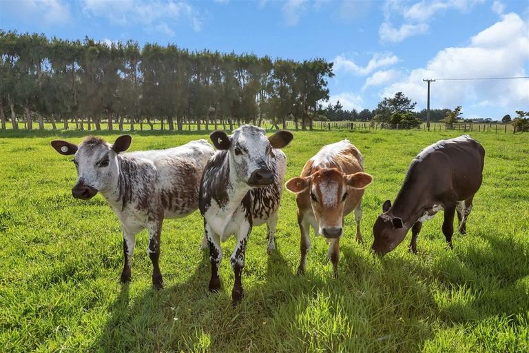 Photo of property in 44 Rosythe Road, Waipu, 0582