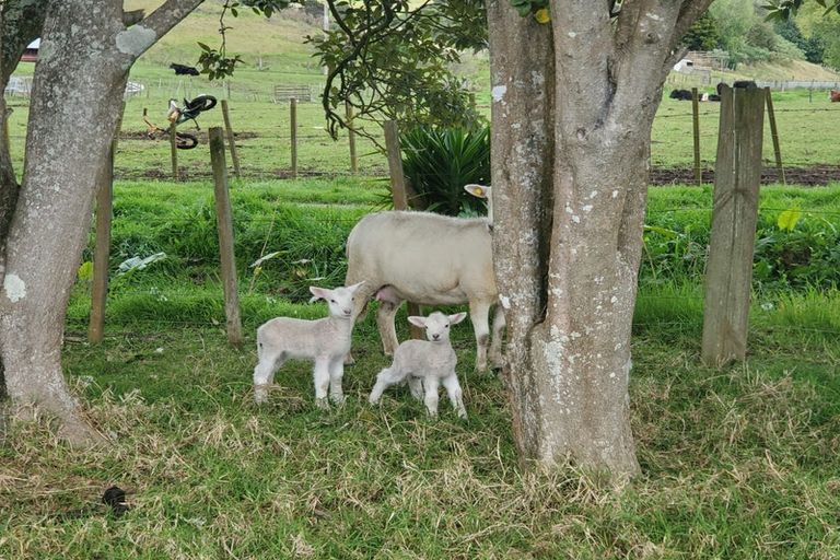 Photo of property in 389 Takahiwai Road, Takahiwai, Whangarei, 0171