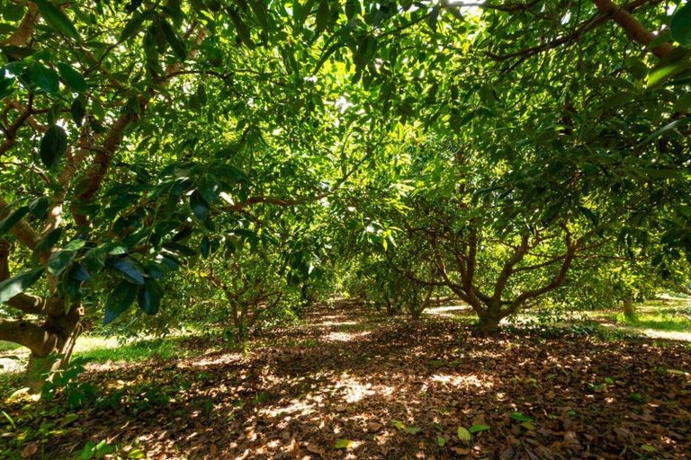 Photo of property in 63 Ongare Point Road, Tahawai, Katikati, 3170