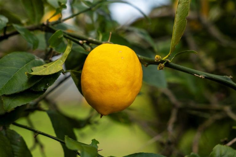 Photo of property in 41 Arawa Road, Pongakawa, Te Puke, 3186