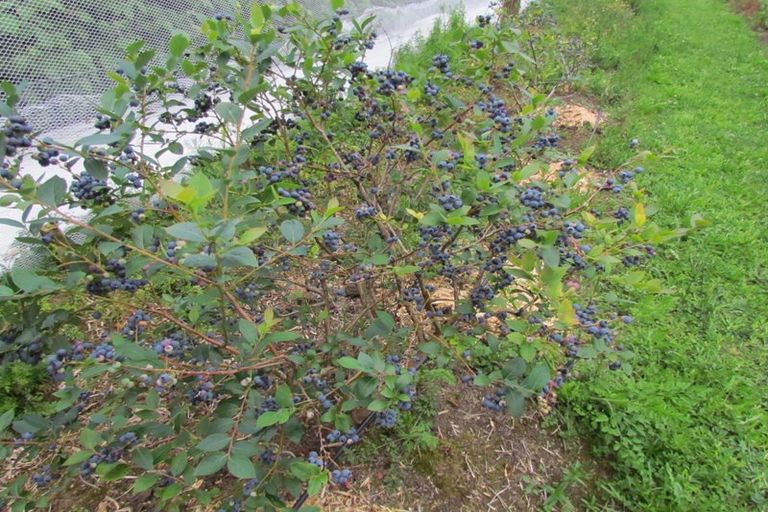 Photo of property in 71c Keri Downs Road, Kerikeri, 0294