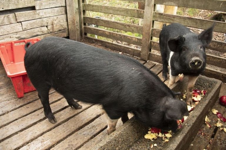 Photo of property in 572 Riwaka Valley Road, Riwaka, Motueka, 7198