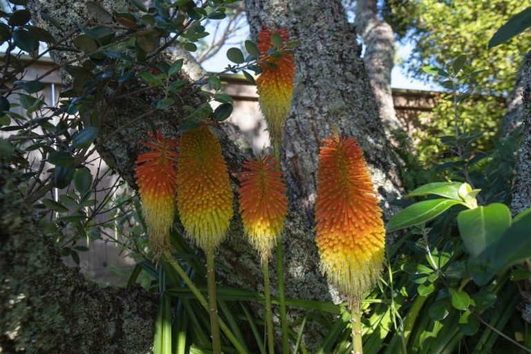 Photo of property in 17 Holt Avenue, Torbay, Auckland, 0630