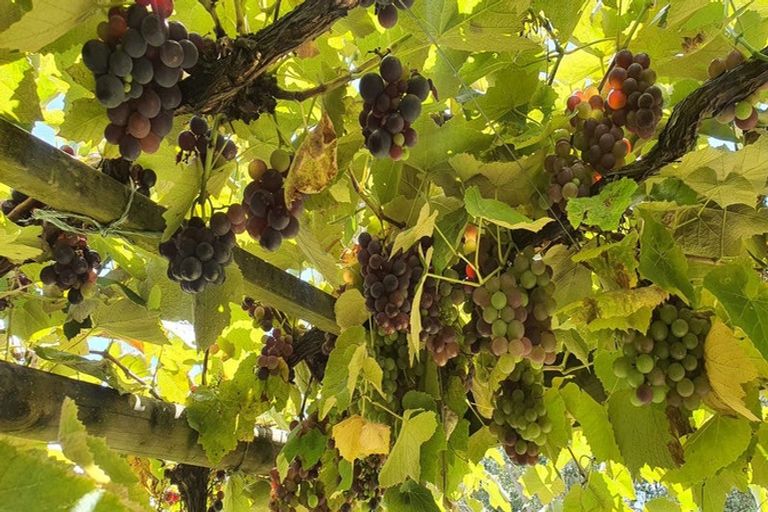 Photo of property in 76 Brick Bay Drive, Sandspit, Warkworth, 0982