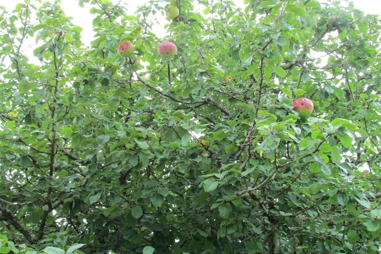 Photo of property in 45 Town Belt South, Blackball, 7804