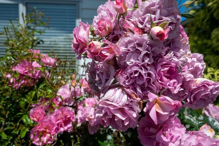 Photo of property in 17 Pukeko Way, Kinloch, Taupo, 3377