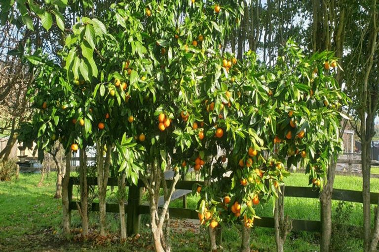 Photo of property in 84 Puriri Valley Road, Puriri, Thames, 3578