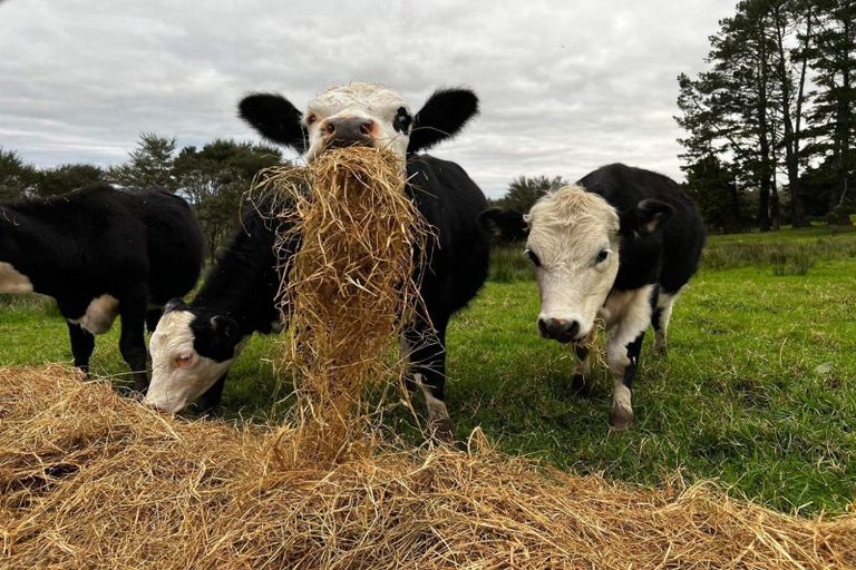 Photo of property in 845 Hukerenui Road, Hukerenui, Hikurangi, 0182