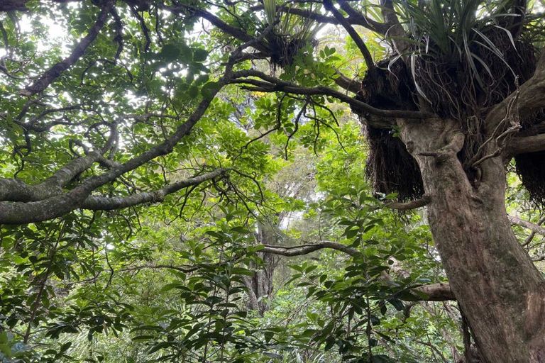 Photo of property in 568 Brown Road, Mangawhai, Kaiwaka, 0573