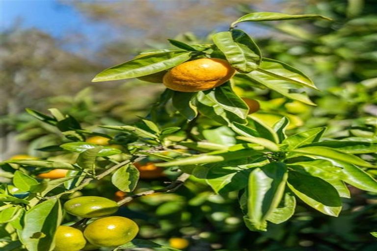 Photo of property in 46 Herbert Drive, Whangamata, 3620