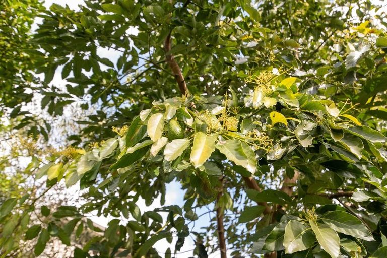 Photo of property in 79 Pegasus Drive, Sunnybrook, Rotorua, 3015