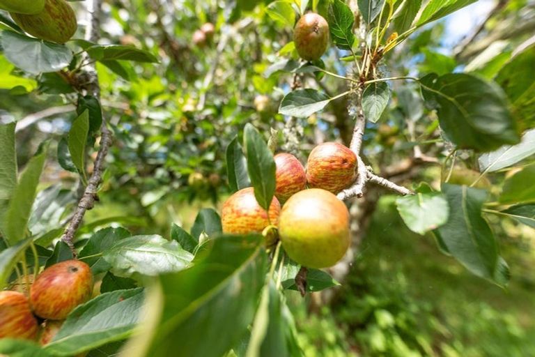 Photo of property in 522 Waiotemarama Gorge Road, Waimamaku, Kaikohe, 0473