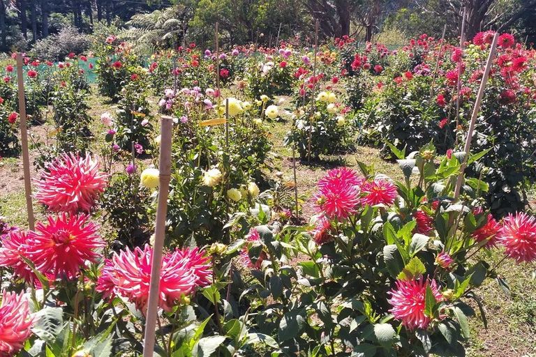 Photo of property in 225 Te Akau Road, Waingaro, Ngaruawahia, 3793