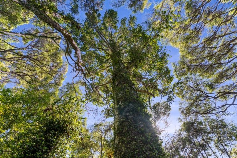 Photo of property in 125c Sailors Grave Road, Pumpkin Hill, Whitianga, 3591