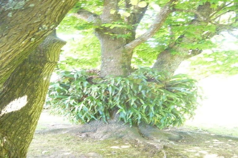 Photo of property in 50 Golf Road, New Lynn, Auckland, 0600