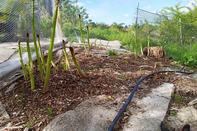 Photo of property in 42 Westview Place, Tauriko, Tauranga, 3110