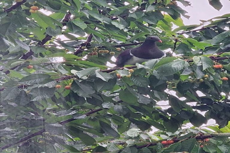 Photo of property in 4 Broadway, Reefton, 7830