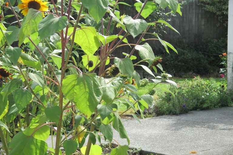 Photo of property in 138 Talbot Street, Geraldine, 7930