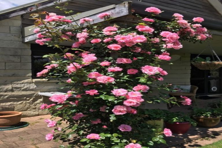 Photo of property in 20 Sharp Place, Matamata, 3400