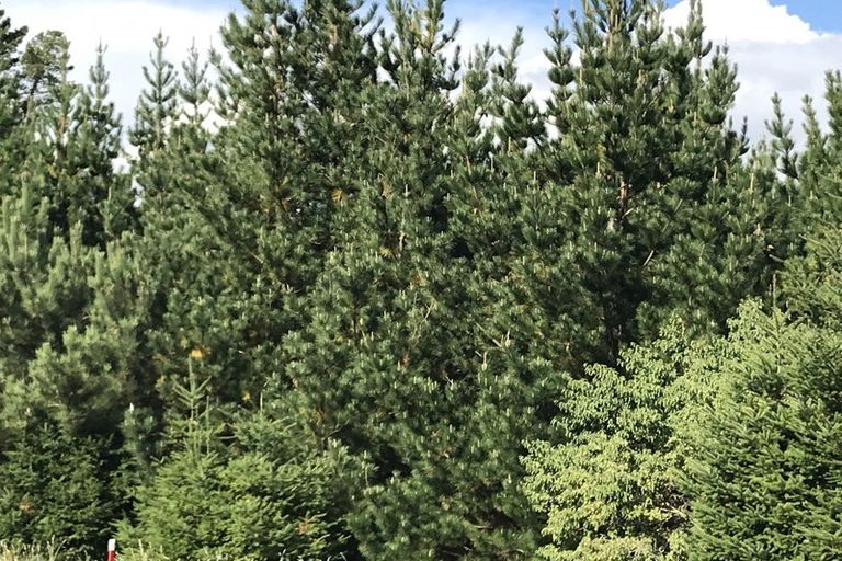 Photo of property in 487 Whangamata Road, Kinloch, Taupo, 3377