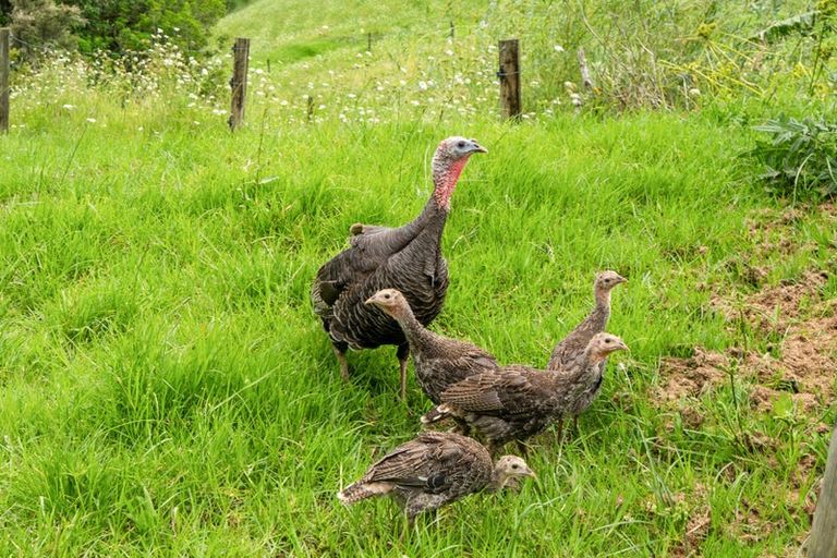 Photo of property in 15 Ormiston Road, Springfield, Whangarei, 0178