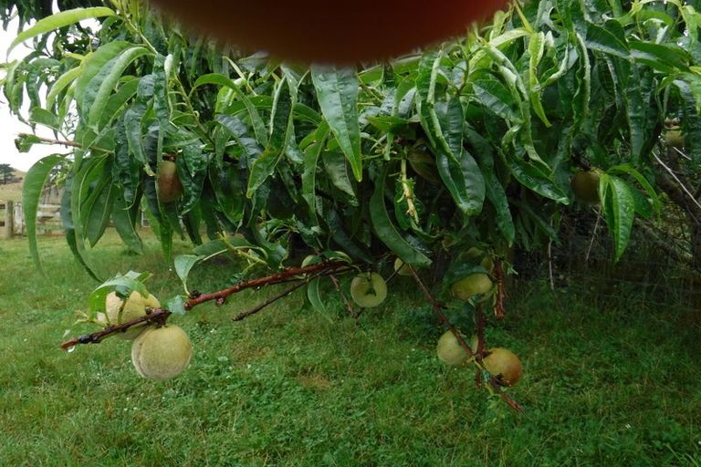 Photo of property in 883 Te Akau Road, Te Akau, Ngaruawahia, 3793